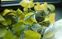 新房放绿植除甲醛是鸡肋还是助攻?带你一探究竟