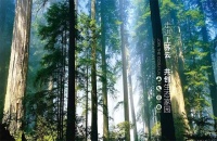 积极开拓新局|上苏云五合一功能木饰面,助您轻松装点新家
